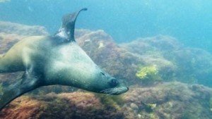 Rapid Head, Local Dive Sites, the dive shack, snorkel safari, adelaide, scuba, diving, snorkelling, spearfishing, freediving