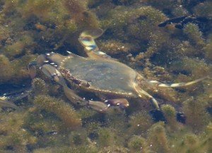 Blue Swimmer Crab, local marine life, the dive shack, snorkel safari, scuba, diving, snorkelling, spearfishing, freediving