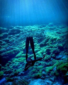 Ewans Ponds, South East, the dive shack, snorkel safari, adelaide, scuba, diving, snorkelling, spearfishing, freediving