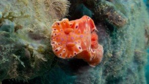 Nudibranch, the dive shack, snorkel safari, adelaide, scuba, diving, snorkelling, spearfishing, freediving