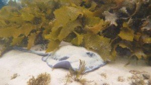 Smooth Stingray, local marine life, the dive shack, snorkel safari, adelaide, snorkelling, spearfishing, scuba, diving, freediving