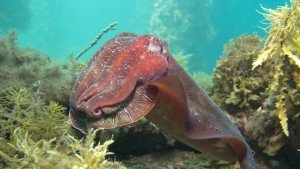 The Dive Shack, Giant Australian Cuttlefish, local marine life, snorkel safari, adelaide, scuab, diving, snorkelling, spearfishing, freediving