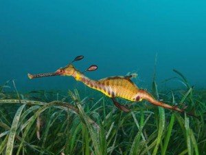 Weedy Seadragon, local marine life, the dive shack, snorkel safari, adelaide, scuba, diving, snorkelling, spearfishing, freediving