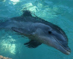 bottlenose dolphin, local marine life, the dive shack, snorkel safari, adelaide, scuba, diving, spearfishing, freediving