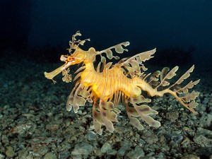 Leafy Seadragon, environment, the dive shack, snorkel safari, adelaide, scuba, diving, snorkelling, spearfishing, freediving