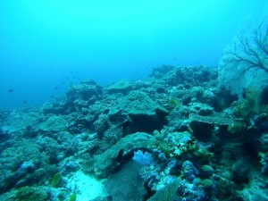 Rainbow Reef - Solomon Islands, the Dive Shack, snorkel safari, adelaide, scuba, diving, snorkelling, spearfishing, freediving