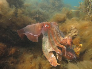 Cuttlefish Amy D