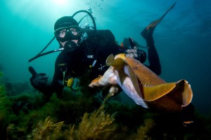 Nick and Cuttlefish Dave Robertson