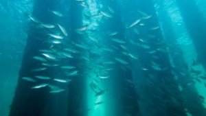 Rapid Bay Jetty, Local Dive Sites, The dive shack, snorkel safari, adelaide, scuba, diving, snorkelling, freediving, spearfishing