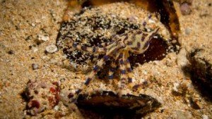 Blue Ring Octopus, The Dive Shack, snorkel safari, adelaide, scuba, diving, snorkelling, spearfishing, freediving