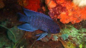 Blue devil, local marine life, the dive shack, snorkel safari, adelaide, scuba, diving, snorkelling, spearfishing, freediving