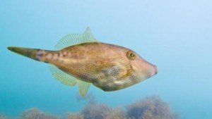 Leather jacket, the dive shack, snorkel safari, adelaide, scuba, diving, snorkelling, spearfishing, freediving