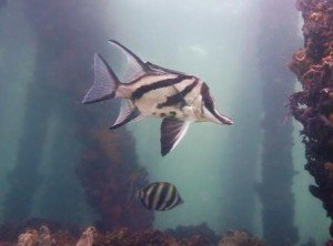 Long snouted boarfish, the dive shack, snorkel safari, adelaide, scuba, diving, snorkelling, spearfishing, freediving