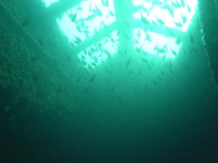 The Dredge, Local Dive sites, the dive shack, snorkel safari, adelaide, scuba, diving, snorkelling, spearfishing. freediving