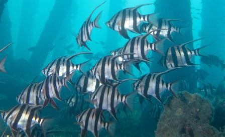 Old Wife, The Dive Shack, Snorkel Safari, Adelaide, scuba, diving, snorkelling, spearfishing, freediving,