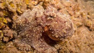 Outhern sand octopus, local marine life, the dive shack, snorkel safari, adelaide, scuba, diving, spearfishing, snorkelling, freediving