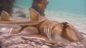 Port jackson shark, the dive shack, local marine life, snorkel safari, adelaide, scuba, diving, spearfishing, snorkelling, freediving