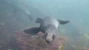The Dive Shack Sea lion, local marine life, snorkel safari, scuba, diving, snorkelling, spearfishing, freediving