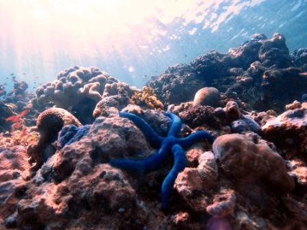 Upei Reef Travel, The Dive Shack, snorkel safari, Adelaide, scuba, diving, snorkelling, spearfishing, freediving