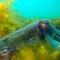 Cuttlefish
