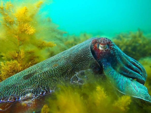 13769369_733714854435_4101379874573516333_n Cuttlefish